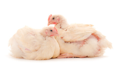 Two chicken or young broiler chickens.