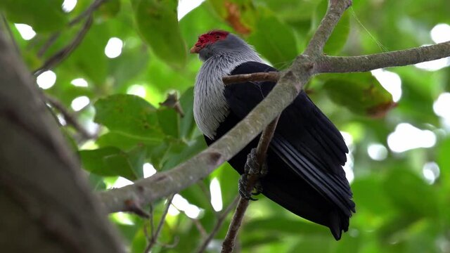 Seychelles Blue Pigeon Dove On A Branch In The Forest