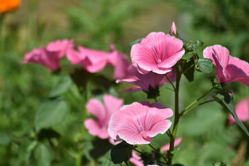 Obraz premium beautiful delicate flowers grow in the garden