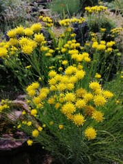 beautiful yellow round flowering heads of Aster linosyris on a flower bed on a summer day. Floral Wallpaper