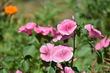 beautiful delicate flowers grow in the garden