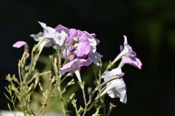 Fototapeta premium beautiful delicate flowers grow in the garden