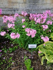 beautiful pink flowers on a flower bed on a summer day with a metal sign with the name 