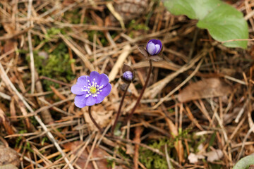 Hepatica flowers that blooming in early spring