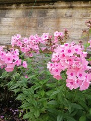 beautiful pink flowers on a flower bed on a summer day . Phlox Dear friend. 