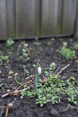 snowdrops emerge in the garden in the spring