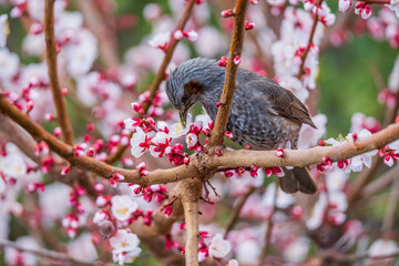 ヒヨドリと梅の花