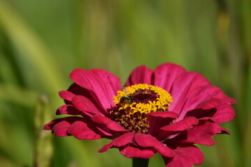 beautiful delicate flowers grow in the garden