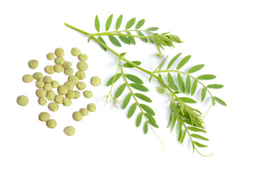 lentil plant with dried green seed or Lens culinaris or Lens esculenta. With flowers isolated.