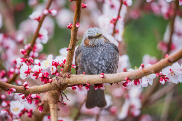 ヒヨドリと梅の花