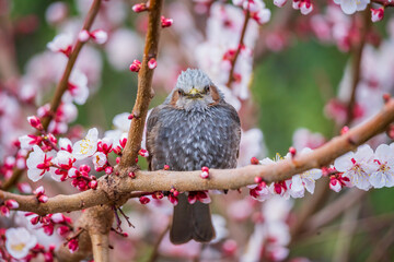 ヒヨドリと梅の花