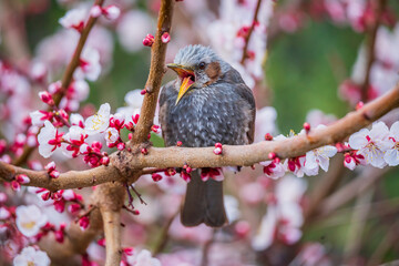 ヒヨドリと梅の花