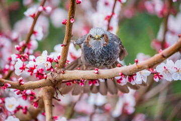ヒヨドリと梅の花