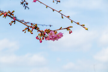 三分咲の河津桜