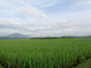 Fototapeta premium rice field