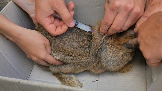 Колем кролика. Укол кролику внутримышечно. Внутримышечная инъекция кролику.