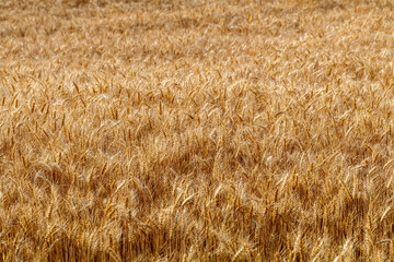 Getreidefeld vor der Ernte, Getreide