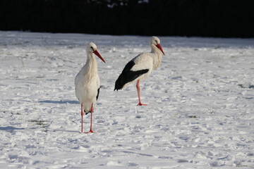 pair of storks looking for food in the snowy grass