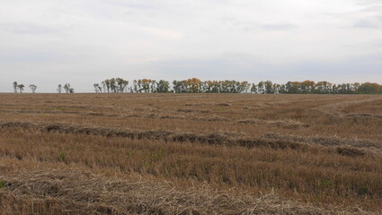 field of wheat