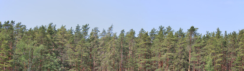 spring forest of high pines