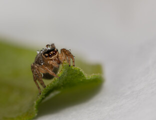 Closeup of jumping spider on leave with blur background.