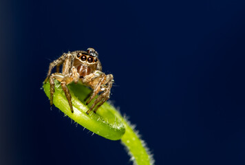 Closeup of Jumping spider isplated on blue background.