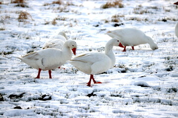 Group of white gooses looking for food in the snowy grass