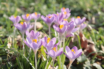 lilac crocuses emerge in the grass, illuminated by the sunlight