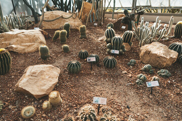 Cactus in the greenhouse at Queen Sirikit Botanic Gardens, Cactaceae Greenhouse, Chiangmai