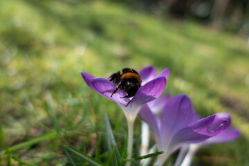 bumblebee on a purple crocus flower
