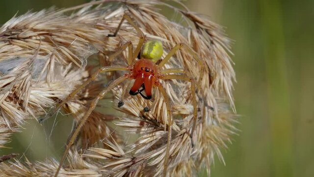 European venomous yellow sac spider Cheiracanthium punctorium