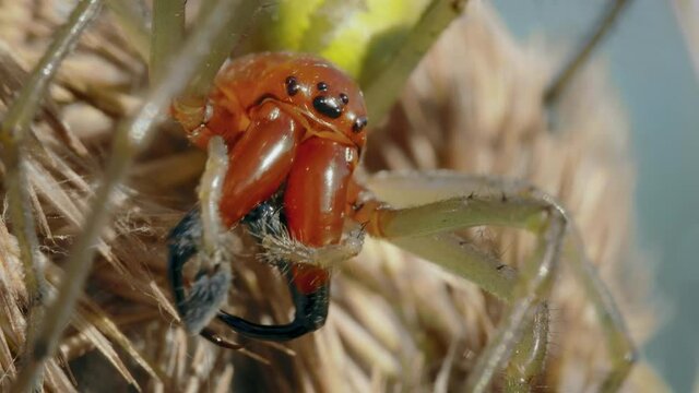 European venomous yellow sac spider Cheiracanthium punctorium cleaning itself