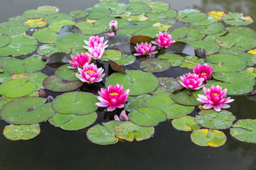 Nymphaea. Water lilies in the pond.