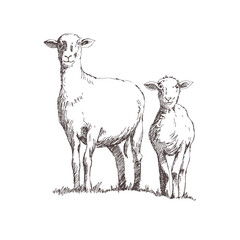 Sheep and lamb. Freehand drawing on a white background.