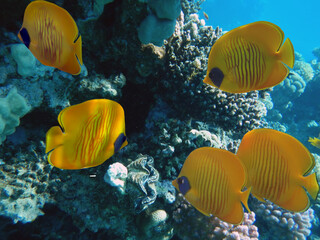 Fototapeta na wymiar Underwater image of coral reef and School of Masked Butterfly Fish