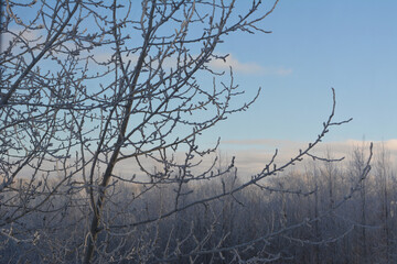 Poplar tree branches covering by hoarfrost on the background of snowy forest in winter