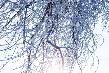 Fototapeta na wymiar Closeup view of bush covered with hoarfrost on winter morning