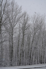 Winter snowfall. Alley of poplar trees covered by snow