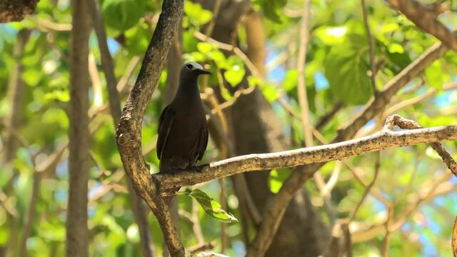 lesser noddy, also known as the sooty noddy. Sitting on a branch