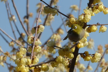 ロウバイの花とメジロ