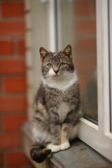 Ashy kitty sits on a windowsill outdoors