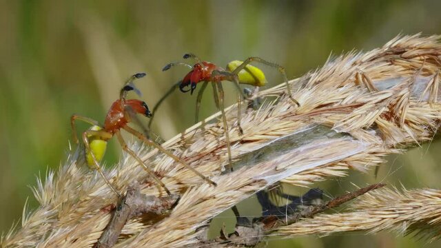 European venomous yellow sac spider Cheiracanthium punctorium males fighting