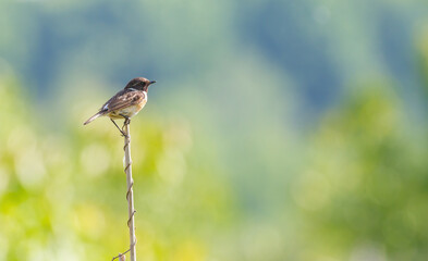 European stonechat, Saxicola rubicola. A male bird sits on a cane stalk