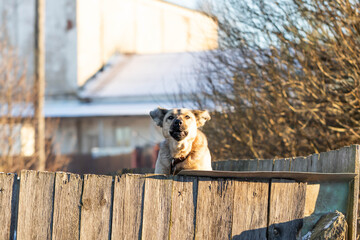 A large dog looks out from behind the fence and rejoices in the bright warm sun.