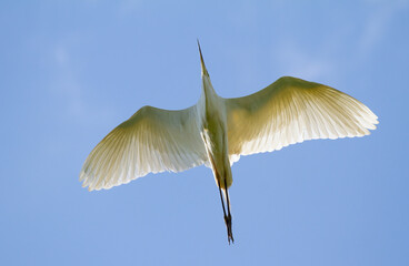 Great egret, Ardea alba. Bird in flight, shot against a blue sky