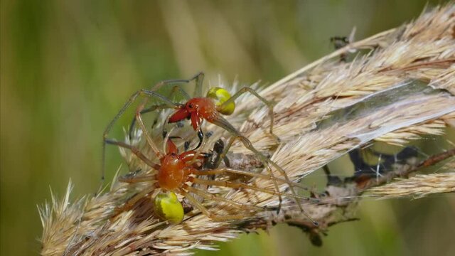 European venomous yellow sac spider Cheiracanthium punctorium males fighting