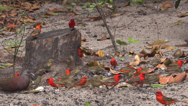 Madagasca Fody or Red Fody (Foudia madagascariensis) Seychelles