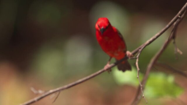 Madagasca Fody or Red Fody (Foudia madagascariensis) Seychelles