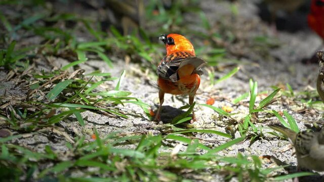 Madagasca Fody or Red Fody (Foudia madagascariensis) Seychelles