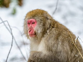 Adult Japanese macaque sits in the snow 2